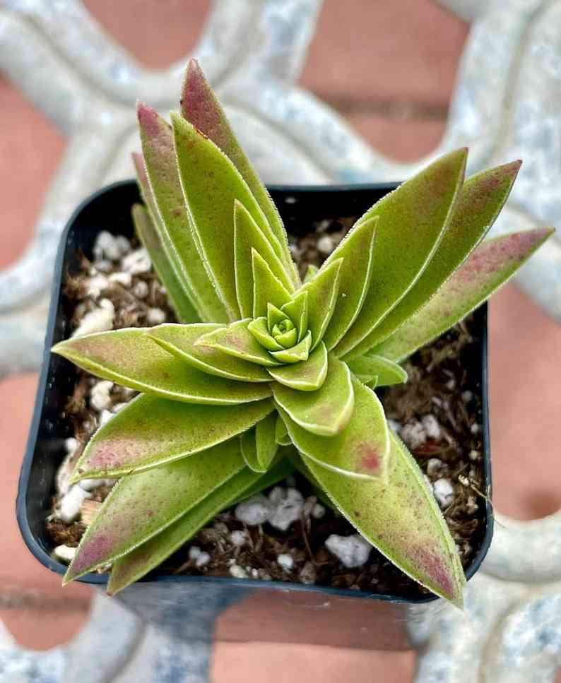 Cuttings, 2” 4" Pot of Crassula Capitella Pink Pagoda Thysiflora 'Pink Dragon' Shark Tooth Plant Live Succulent Plant